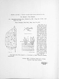 Paracercosporidium microsorum image